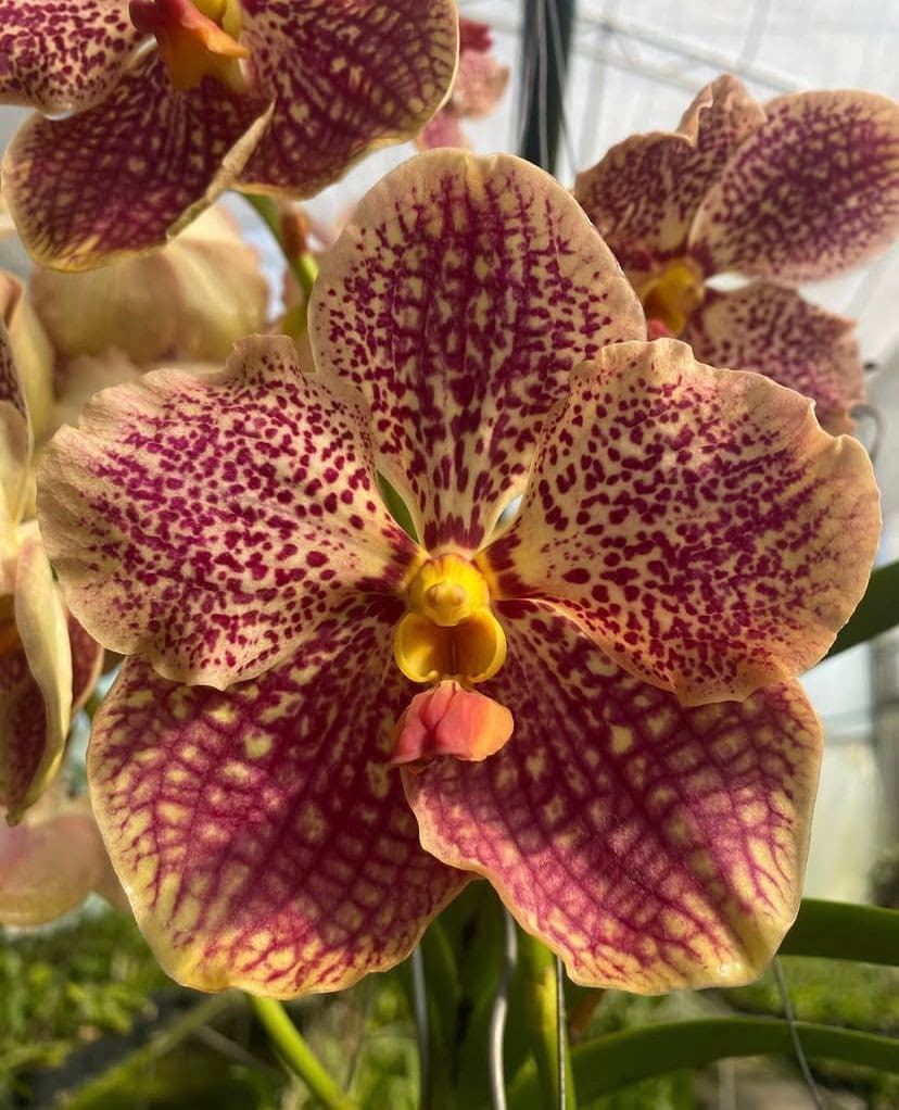 Foto 11 de Biofábrica Cooper Extremo Norte - Alpestre