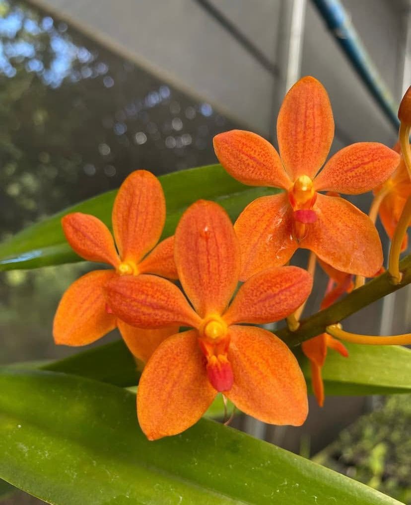 Foto 19 de Biofábrica Cooper Extremo Norte - Alpestre