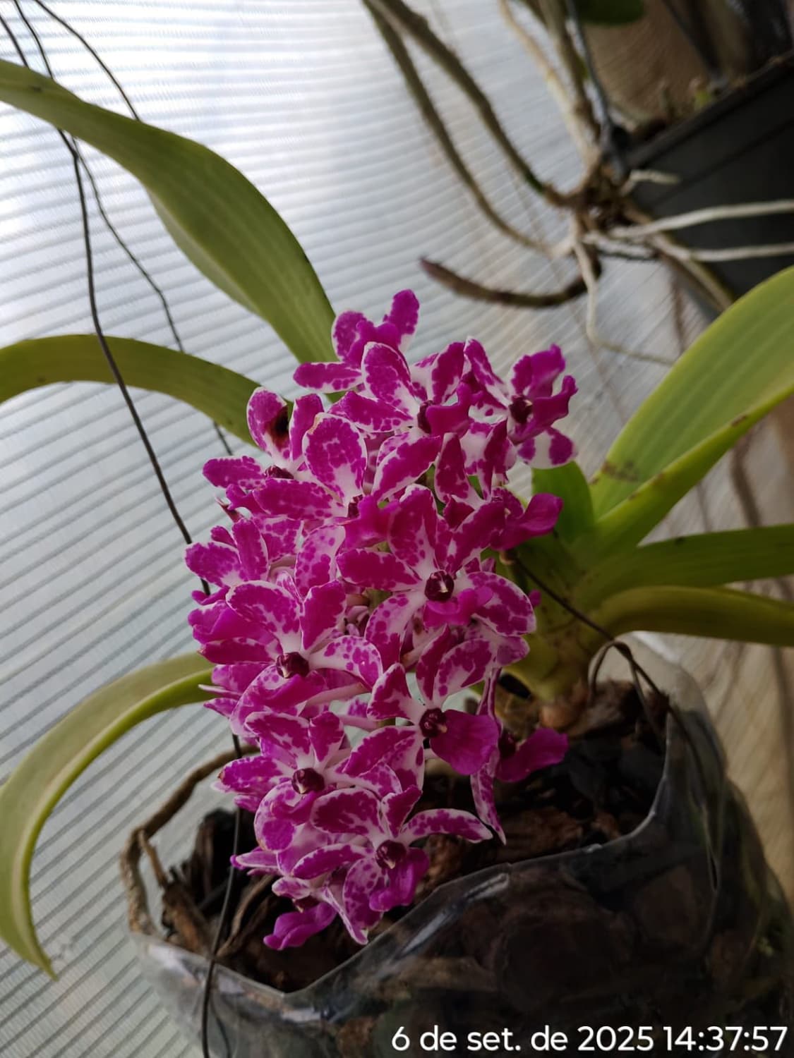 Foto 18 de Biofábrica Cooper Extremo Norte - Alpestre