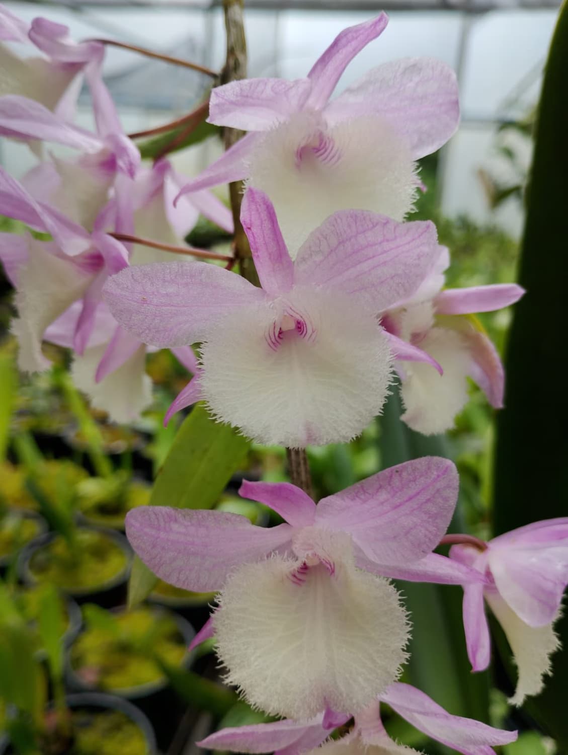 Foto 17 de Biofábrica Cooper Extremo Norte - Alpestre