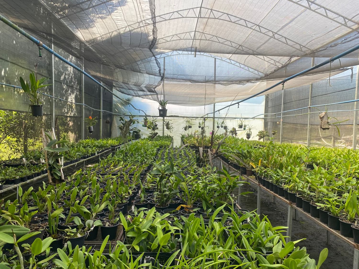 Foto 7 de Biofábrica Cooper Extremo Norte - Alpestre