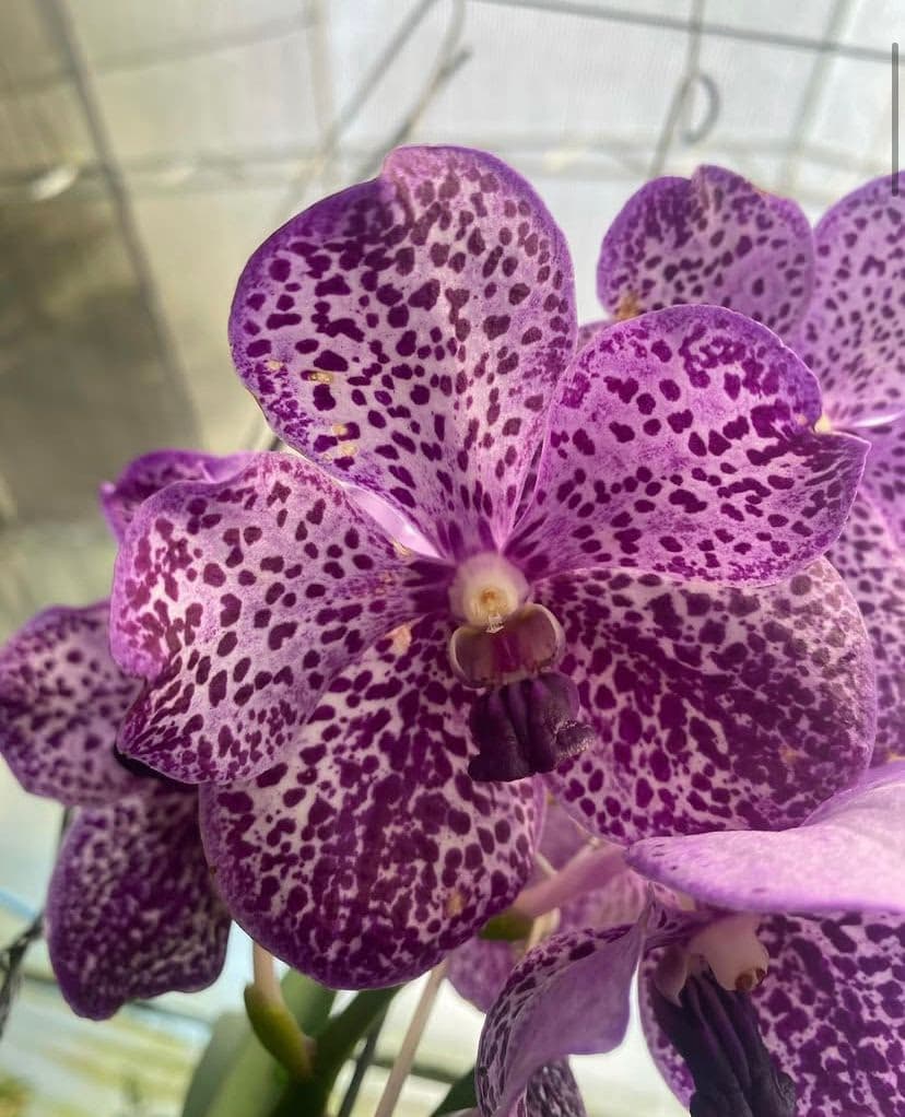 Foto 10 de Biofábrica Cooper Extremo Norte - Alpestre