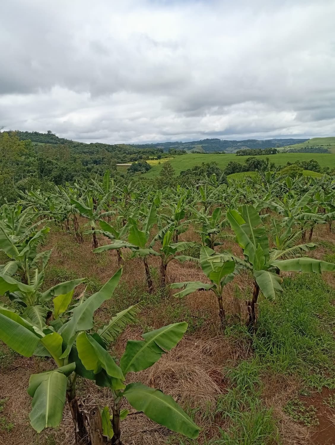 Foto 8 de Biofábrica Cooper Extremo Norte - Alpestre