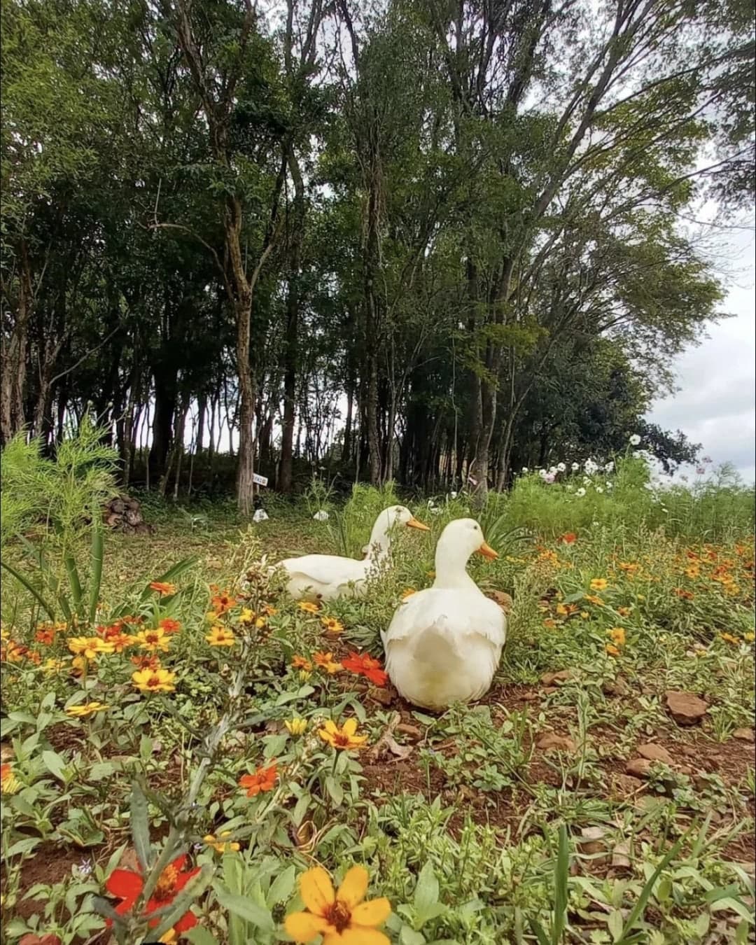 Foto 21 de Pousada Chácara Paraíso