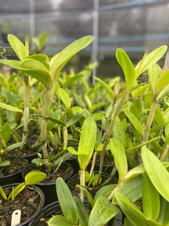 Foto 3 de Biofábrica Cooper Extremo Norte - Alpestre