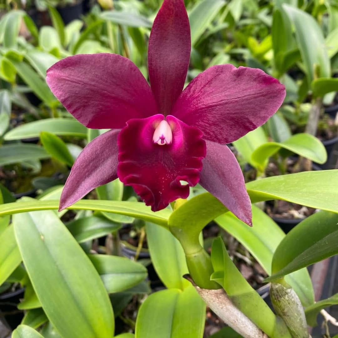 Foto 16 de Biofábrica Cooper Extremo Norte - Alpestre